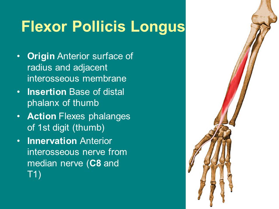 Flexor Pollicis Longus.