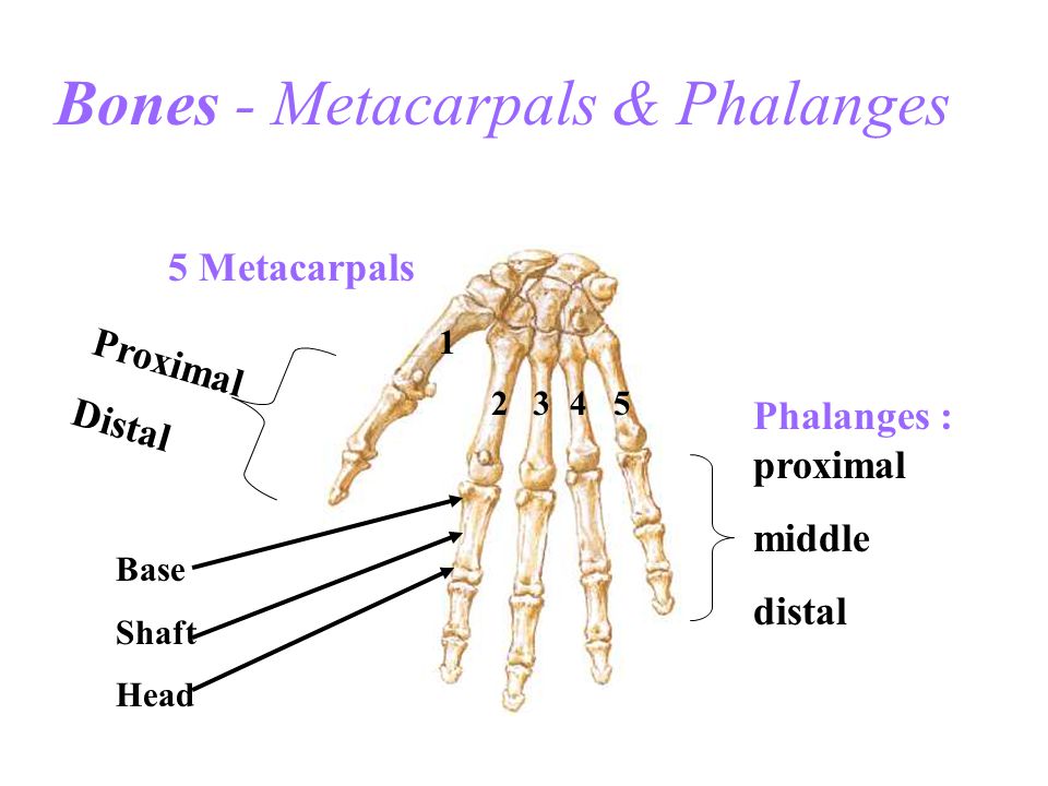 Bones and muscles. — АА. Metacarpals. Phalanges of metacarpals. Phalanges 3d. Diseases of Bones and Joints textbook.