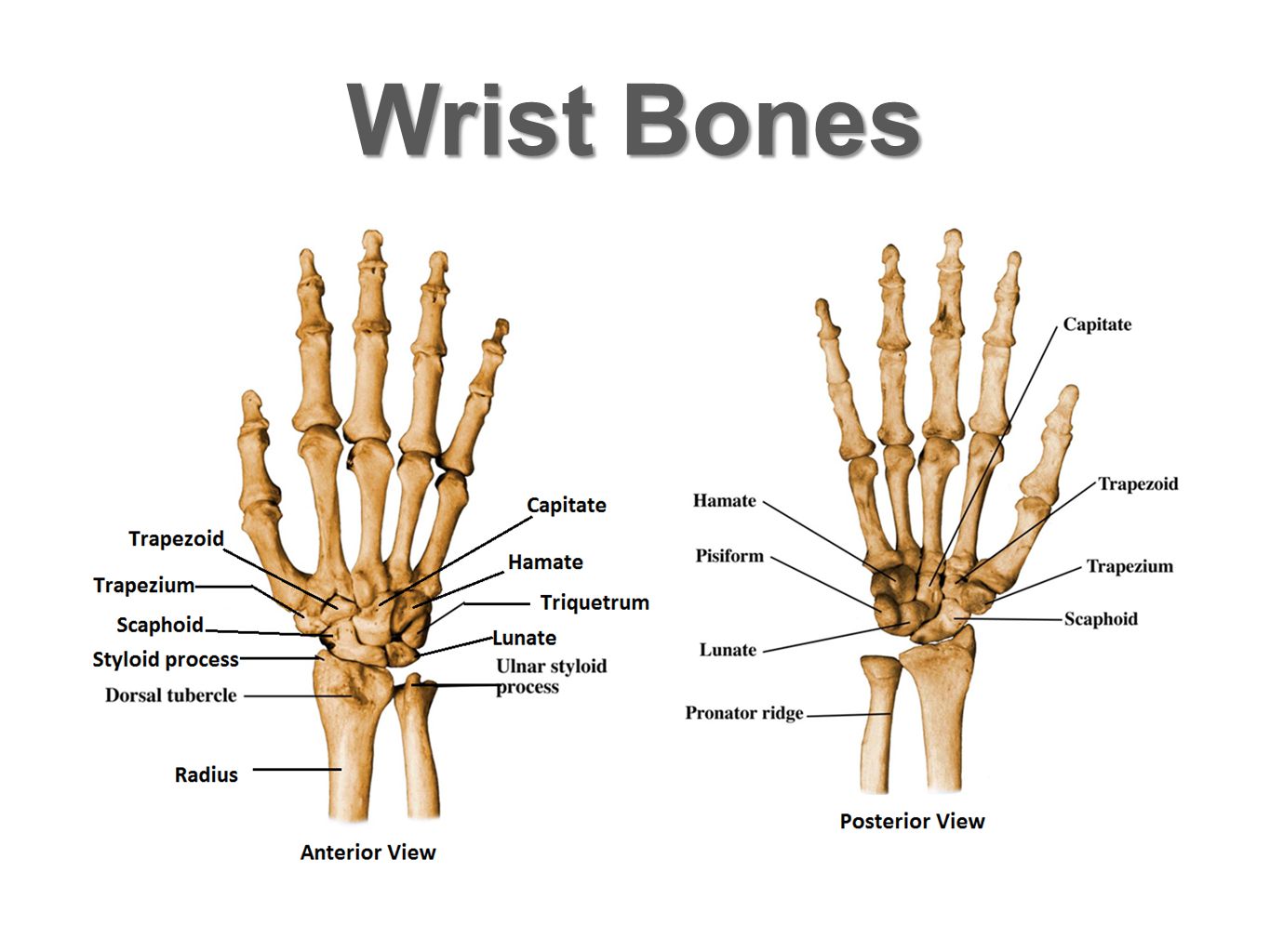 Bones русский язык. Wrist Bones. Кости анатомия. Wrist Bones Anatomy. Кости metacarpi.