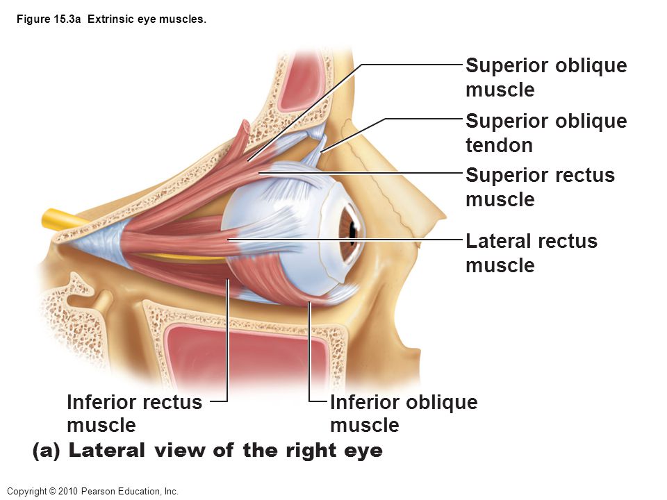 Superior oblique. a) Lateral view of the right eye. muscle. 