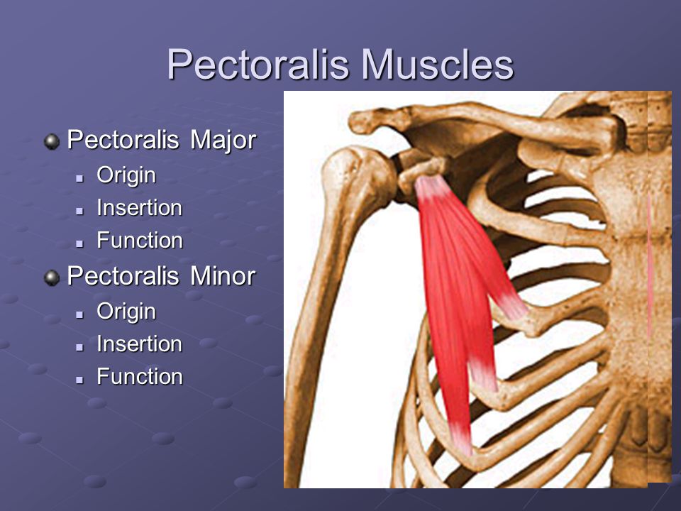 Pectoralis Muscles Pectoralis Major Pectoralis Minor Origin Insertion.