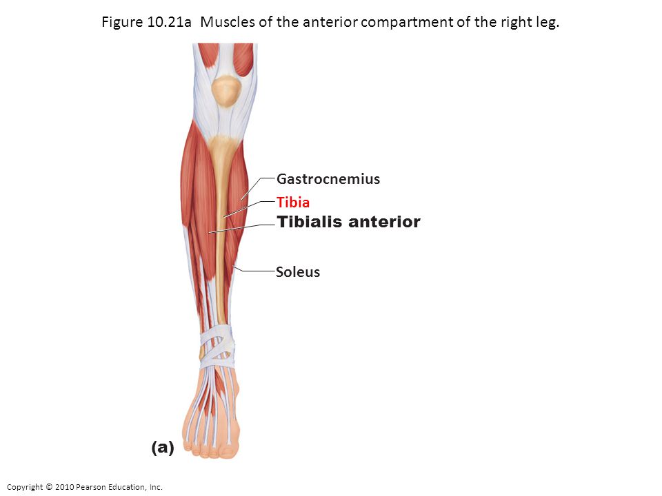 Figure 10.21a Muscles of the anterior compartment of the right leg.