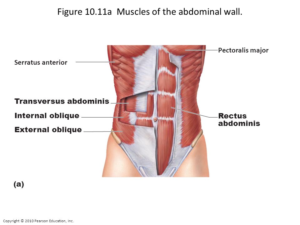 Figure 10.11a Muscles of the abdominal wall.
