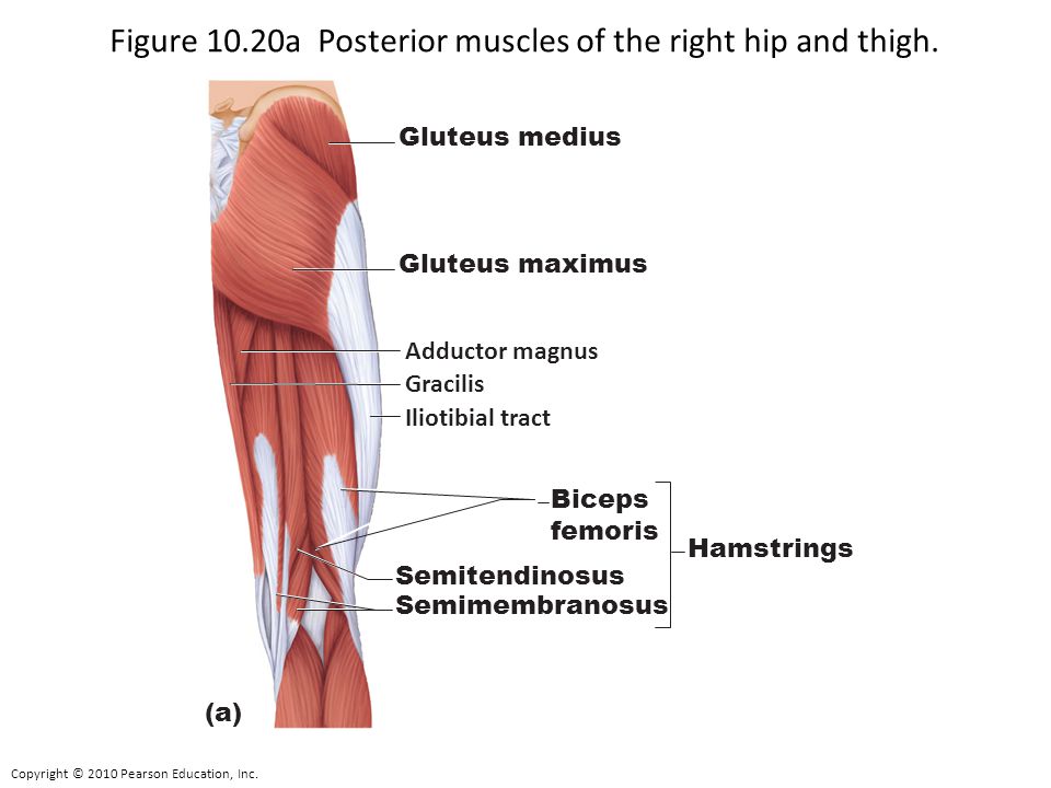 Figure 10.20a Posterior muscles of the right hip and thigh.