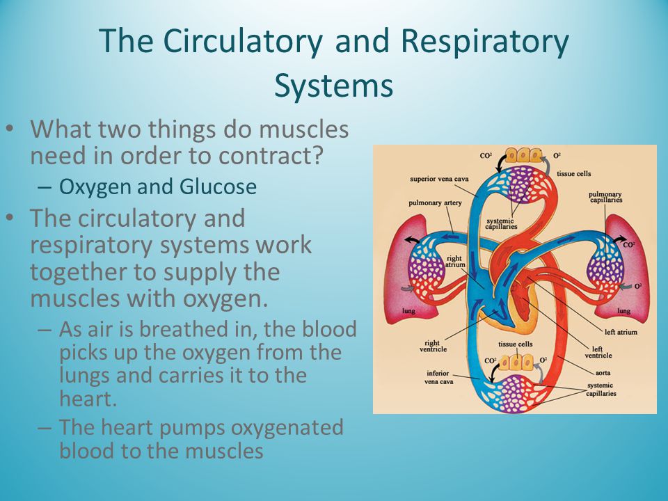 The Circulatory and Respiratory Systems