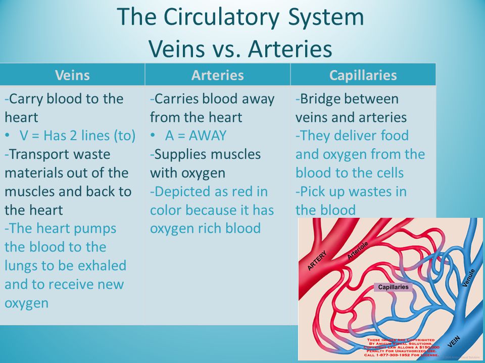 The Circulatory System Veins vs. Arteries