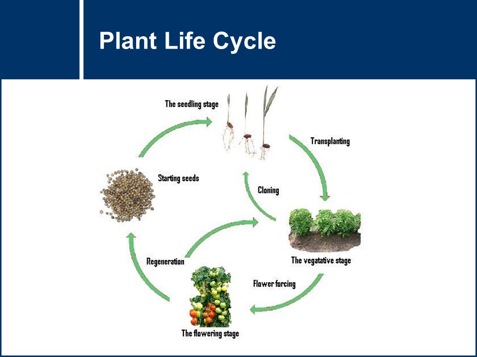 Plant в прошедшем. Plant Life Cycle. Plant Life Cycle for Kids. Flower Life Cycle. Plants Life Cycle Lesson Plans.