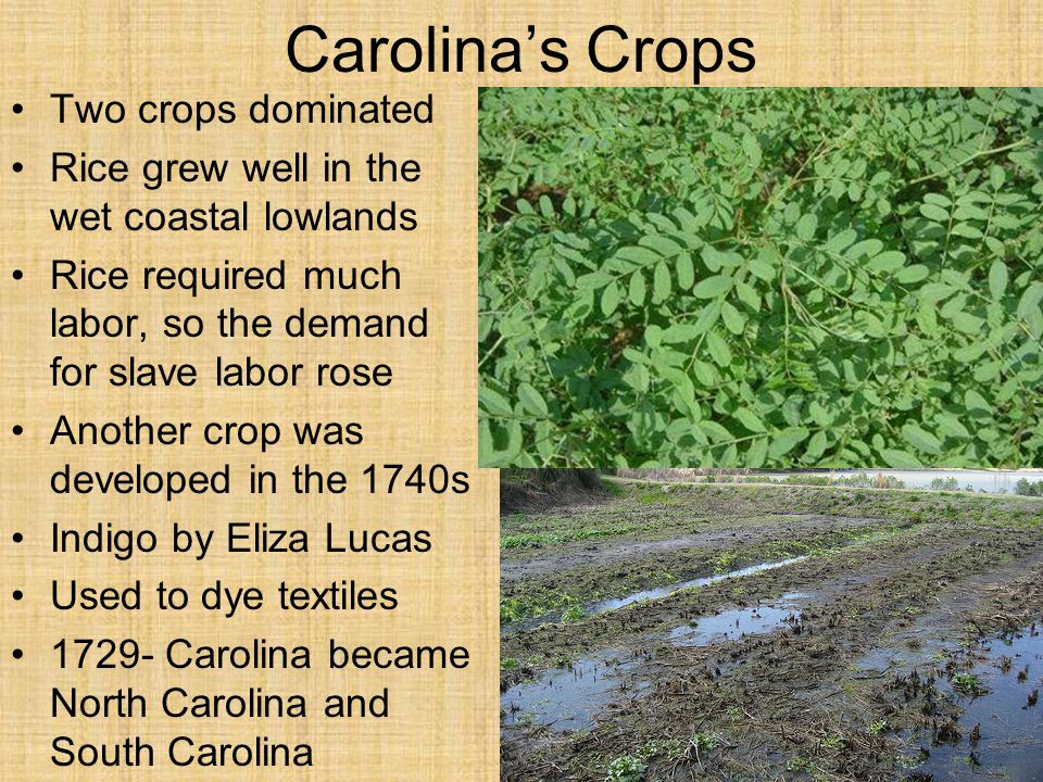 Carolina’s Crops Two crops dominated