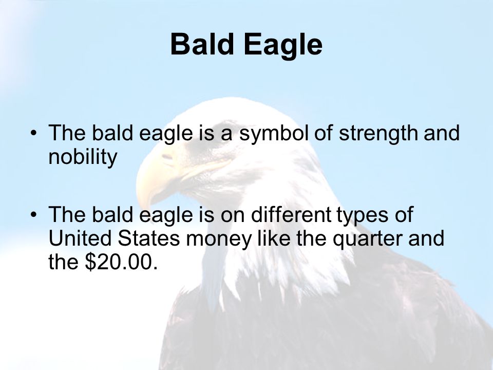 Bald Eagle The bald eagle is a symbol of strength and nobility