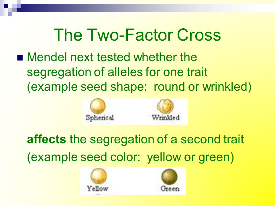 The Two-Factor Cross Mendel next tested whether the segregation of alleles for one trait (example seed shape: round or wrinkled)