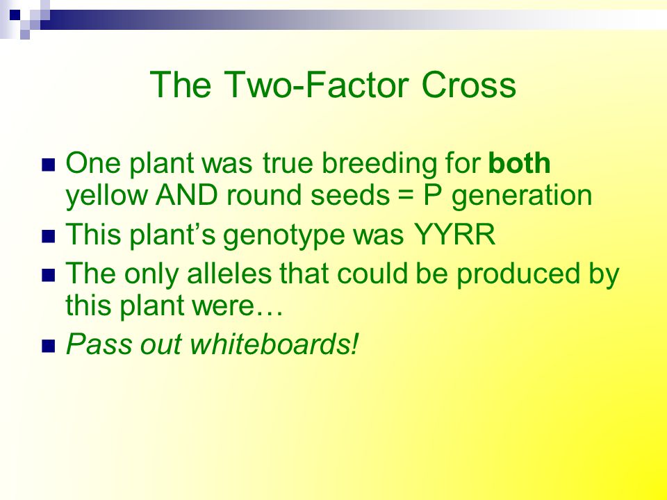 The Two-Factor Cross One plant was true breeding for both yellow AND round seeds = P generation. This plant’s genotype was YYRR.