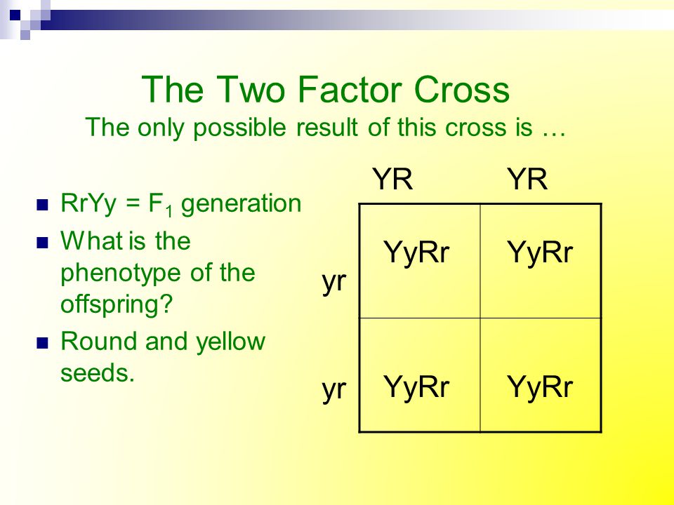 The Two Factor Cross The only possible result of this cross is …