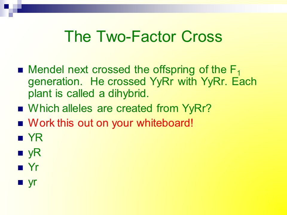 The Two-Factor Cross Mendel next crossed the offspring of the F1 generation. He crossed YyRr with YyRr. Each plant is called a dihybrid.