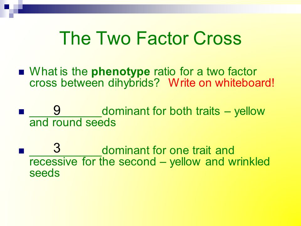 The Two Factor Cross What is the phenotype ratio for a two factor cross between dihybrids Write on whiteboard!