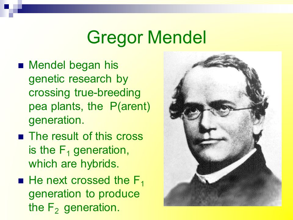 Gregor Mendel Mendel began his genetic research by crossing true-breeding pea plants, the P(arent) generation.