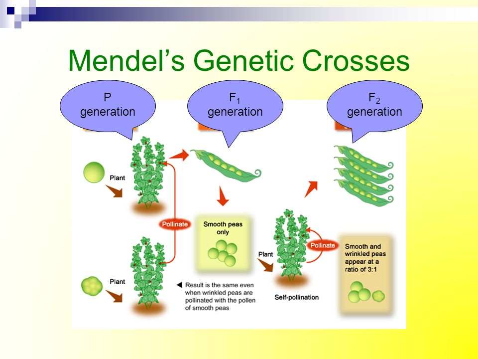 Mendel’s Genetic Crosses
