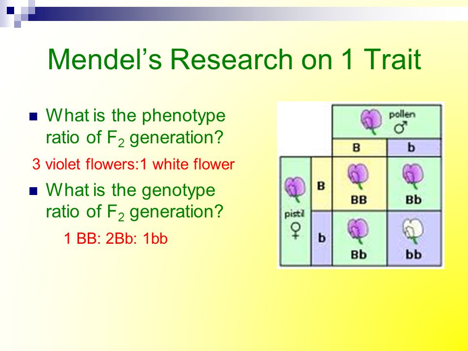 Mendel’s Research on 1 Trait