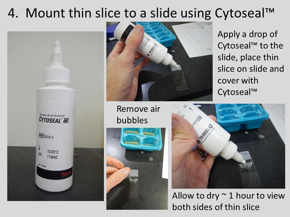 4. Mount thin slice to a slide using Cytoseal™