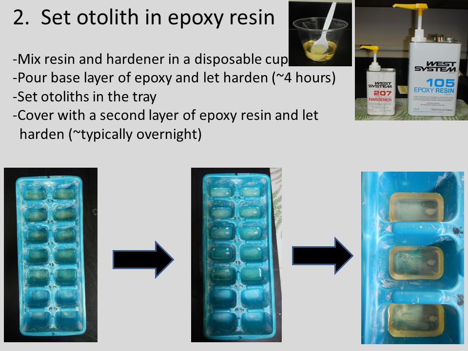 2. Set otolith in epoxy resin