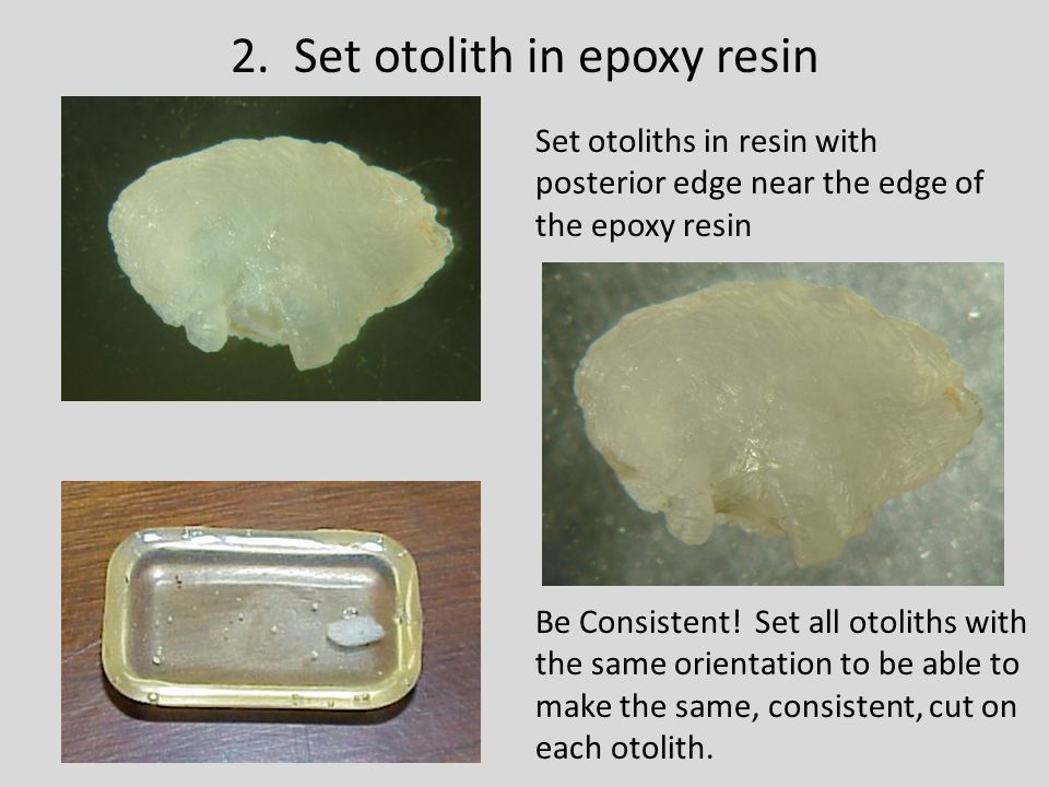 2. Set otolith in epoxy resin