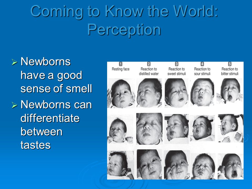 Coming to Know the World: Perception