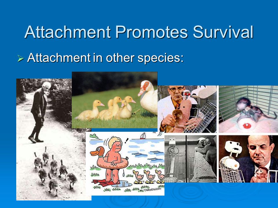 Attachment Promotes Survival
