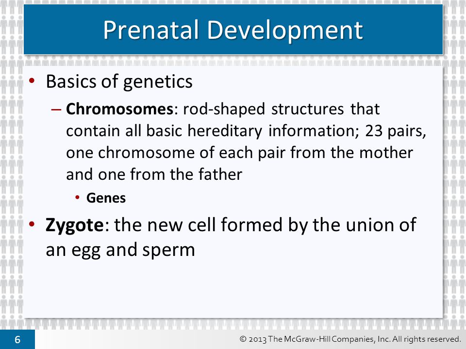 Prenatal Development Basics of genetics