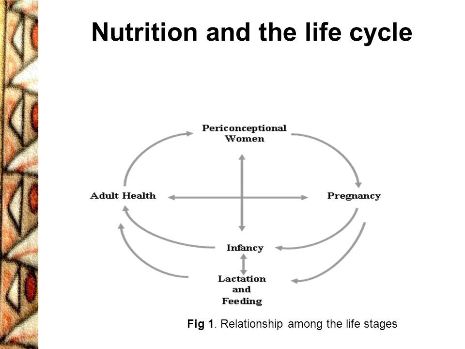 Nutrition and the life cycle