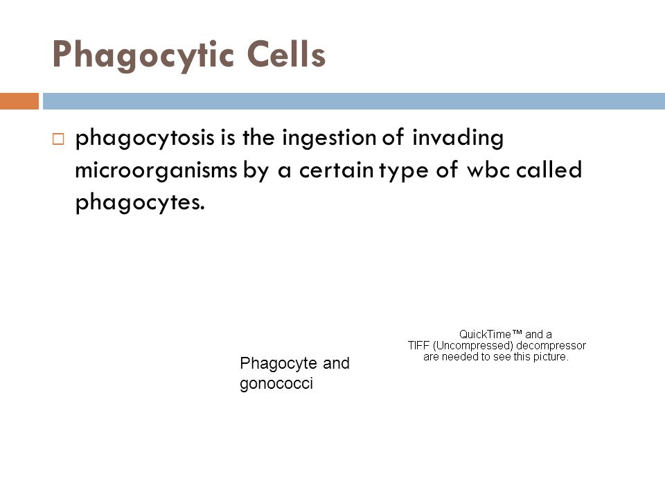 Phagocytic Cells phagocytosis is the ingestion of invading microorganisms by a certain type of wbc called phagocytes.