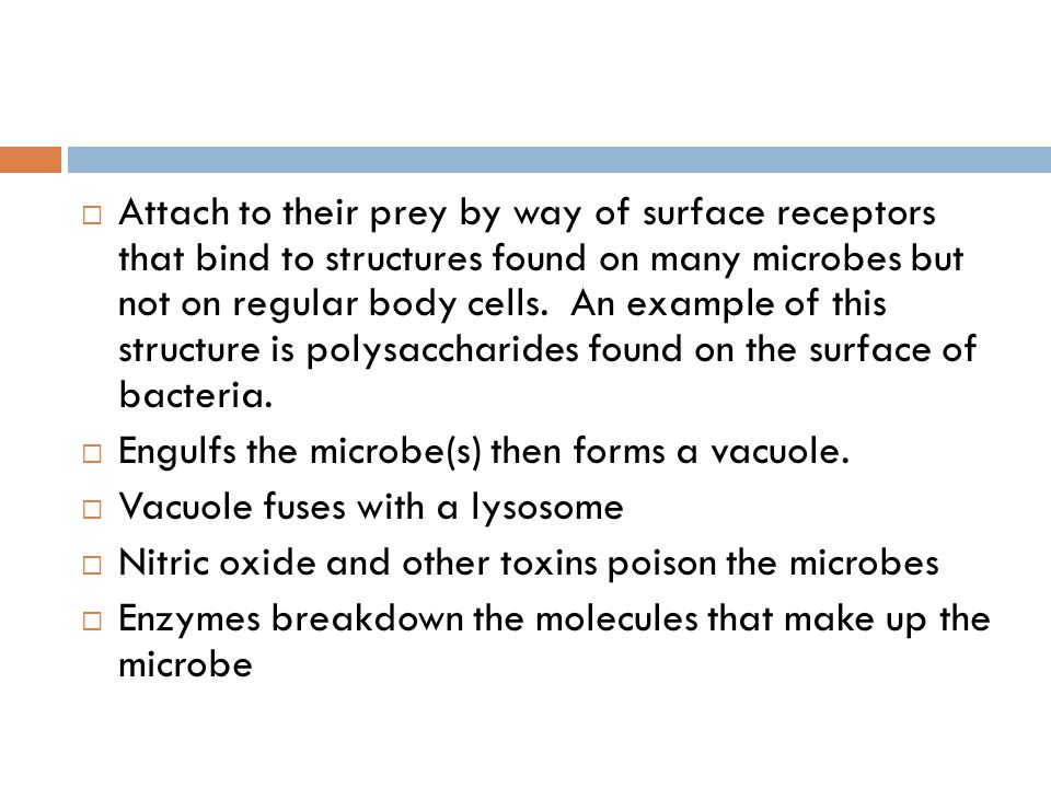Attach to their prey by way of surface receptors that bind to structures found on many microbes but not on regular body cells. An example of this structure is polysaccharides found on the surface of bacteria.