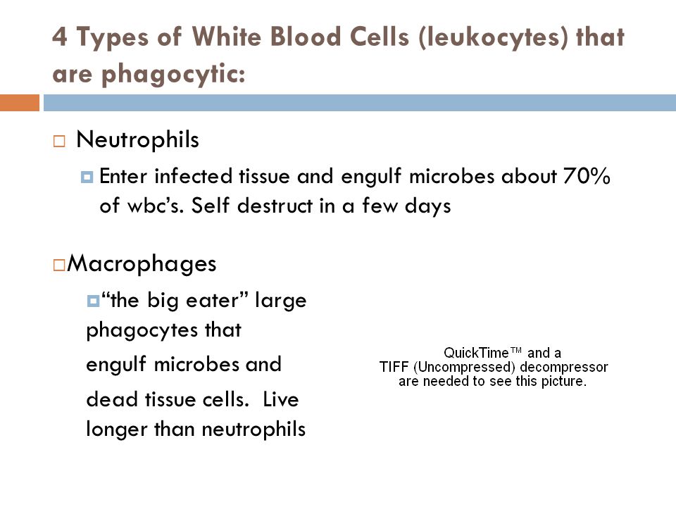 4 Types of White Blood Cells (leukocytes) that are phagocytic: