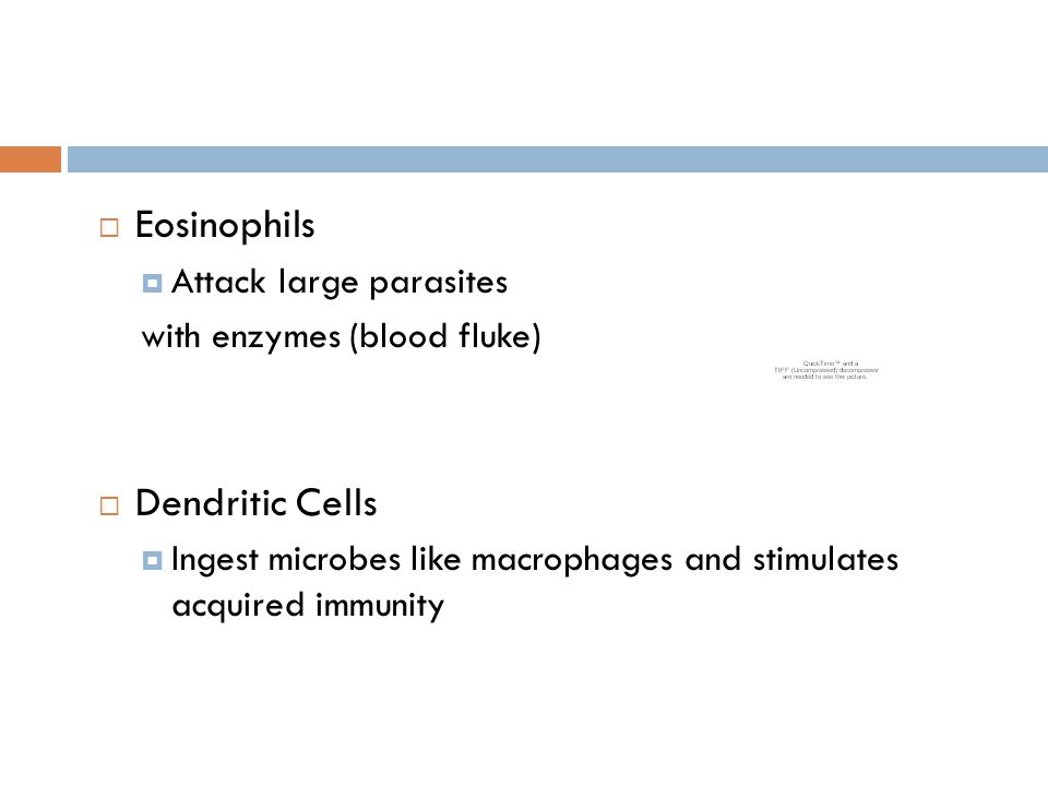 Eosinophils Dendritic Cells Attack large parasites
