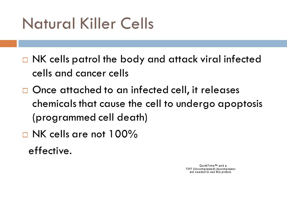 Natural Killer Cells NK cells patrol the body and attack viral infected cells and cancer cells.