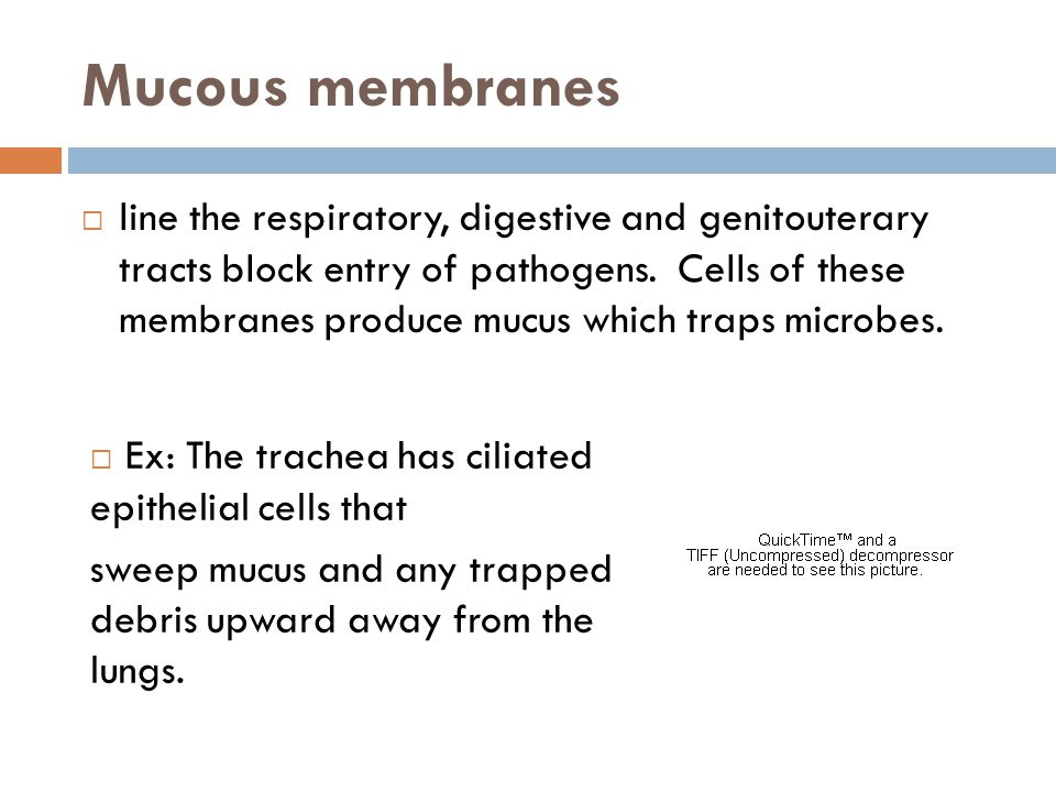 Mucous membranes
