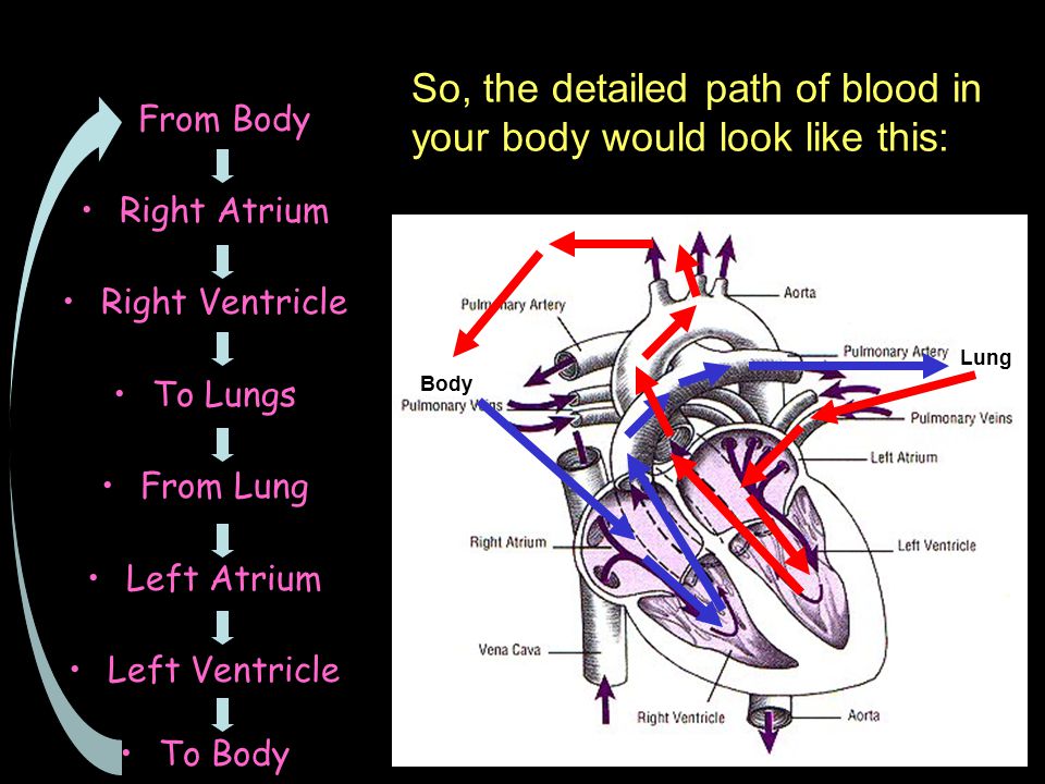 So, the detailed path of blood in your body would look like this: