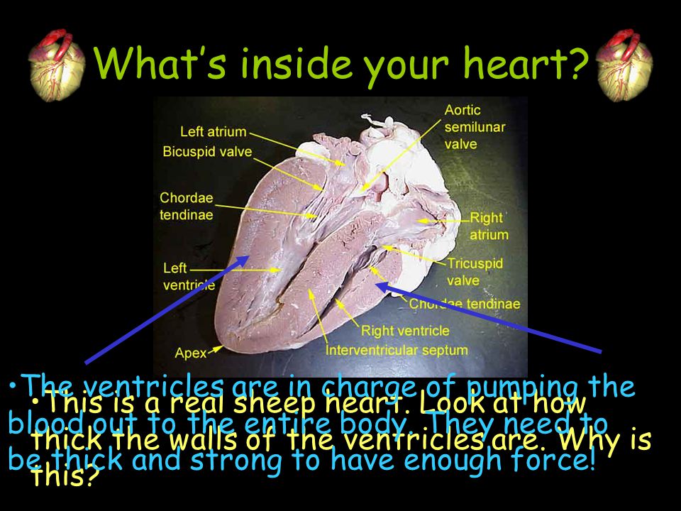 What’s inside your heart