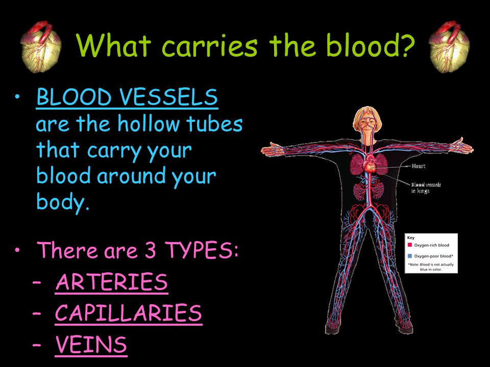What carries the blood BLOOD VESSELS are the hollow tubes that carry your blood around your body. There are 3 TYPES: