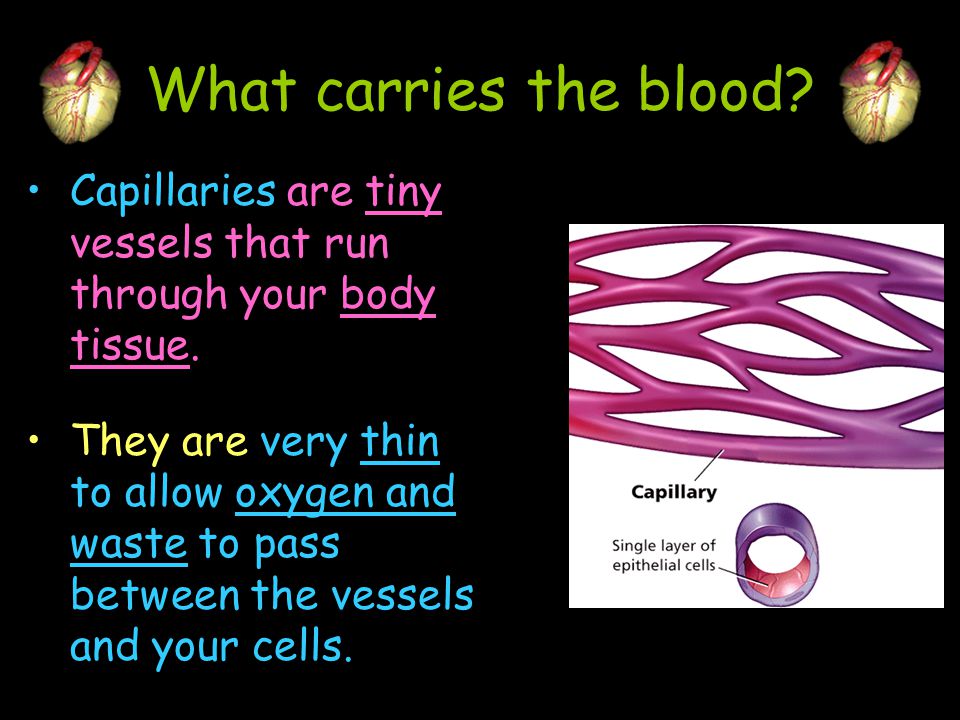What carries the blood Capillaries are tiny vessels that run through your body tissue.