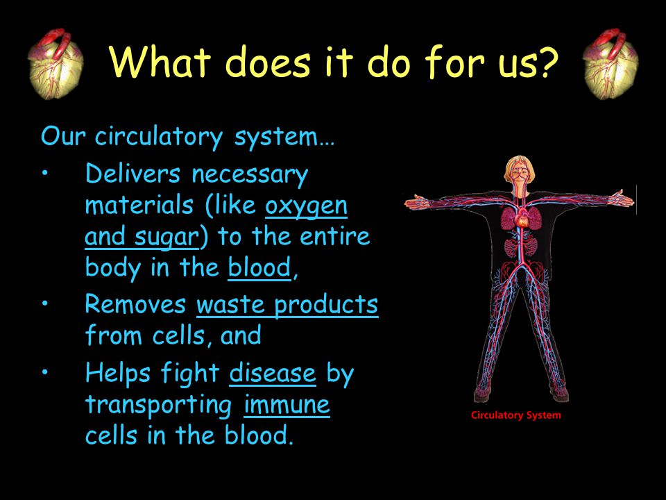 What does it do for us Our circulatory system…