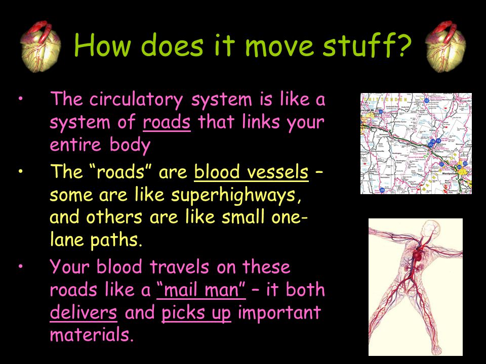How does it move stuff The circulatory system is like a system of roads that links your entire body.