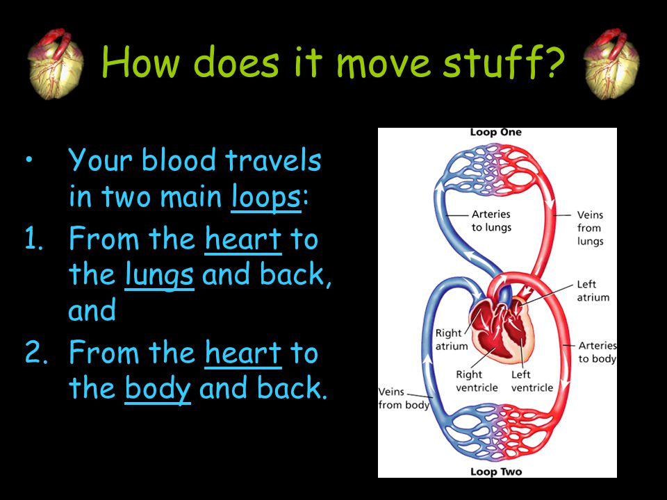 How does it move stuff Your blood travels in two main loops: