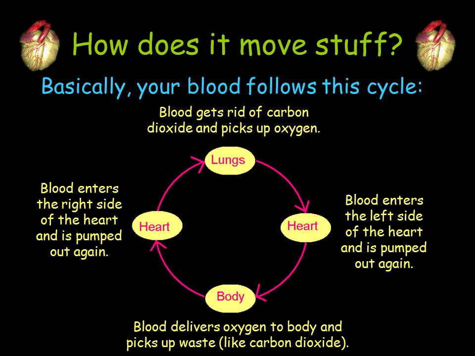 How does it move stuff Basically, your blood follows this cycle: