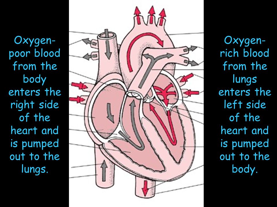 Oxygen-poor blood from the body enters the right side of the heart and is pumped out to the lungs.