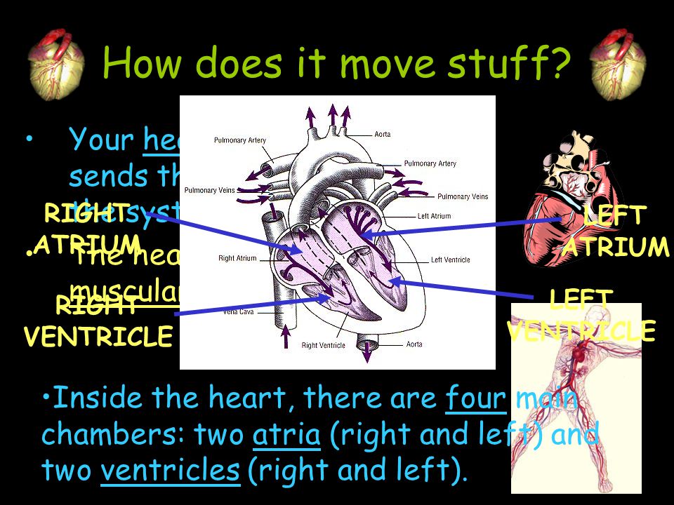 How does it move stuff Your heart is the pump that sends the blood through the system. The heart is a hollow, muscular organ.