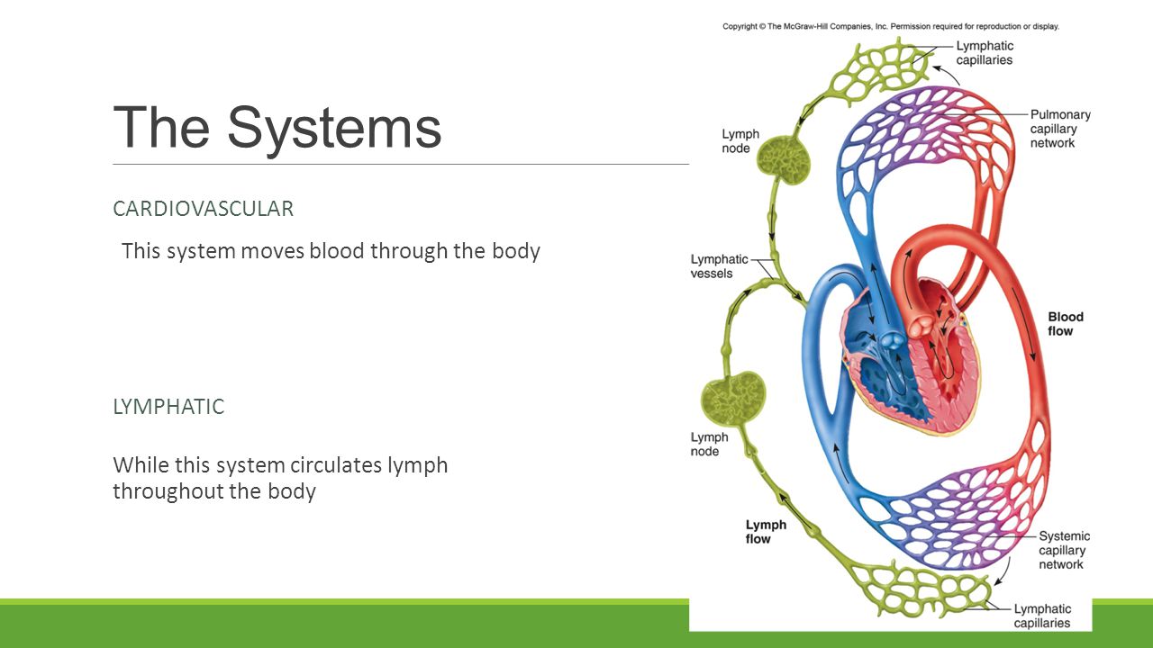 The Systems Cardiovascular This system moves blood through the body