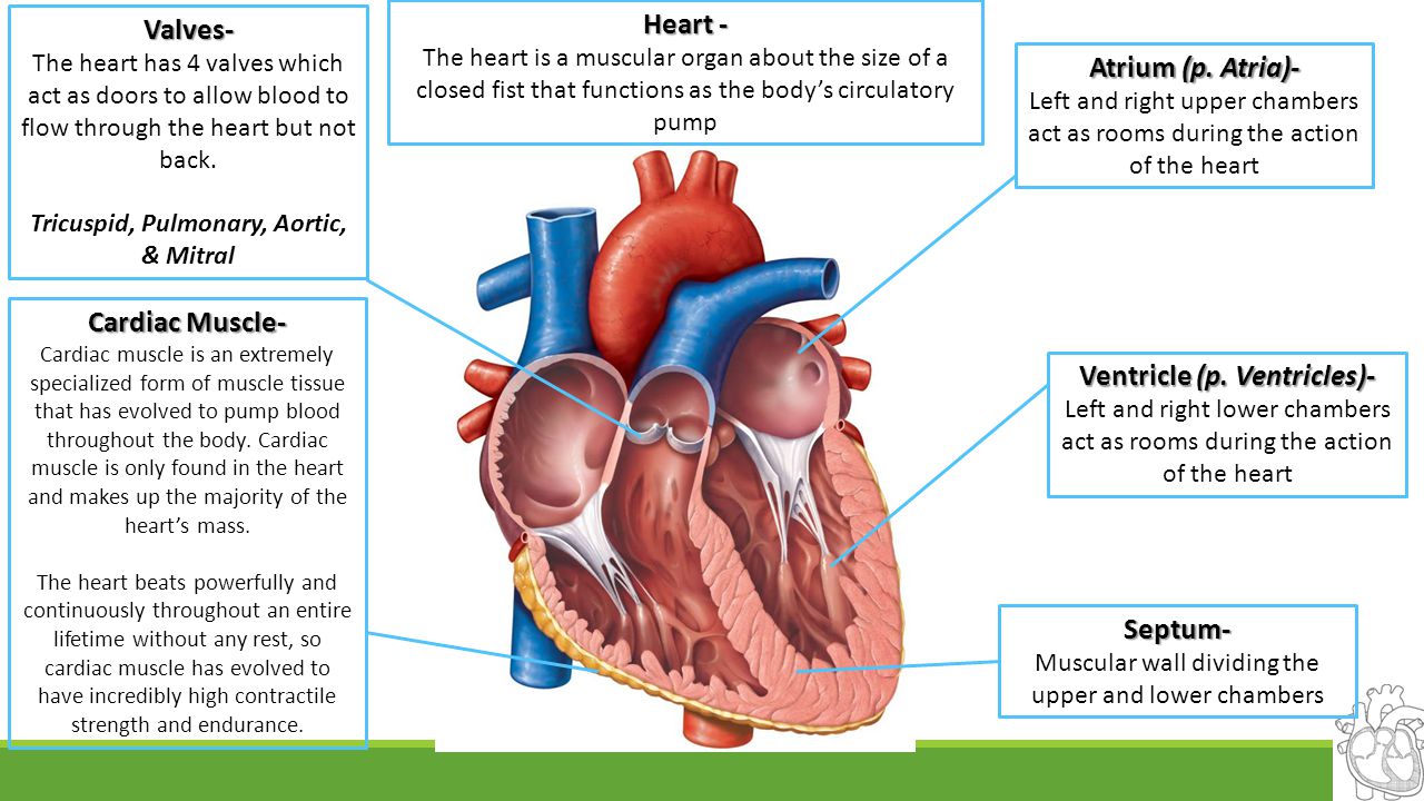 Tricuspid, Pulmonary, Aortic, & Mitral Ventricle (p. Ventricles)-