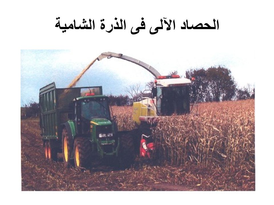 الحصاد الآلى فى الذرة الشامية