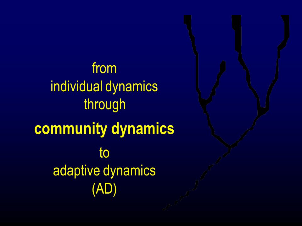 from individual dynamics through community dynamics to adaptive dynamics (AD)