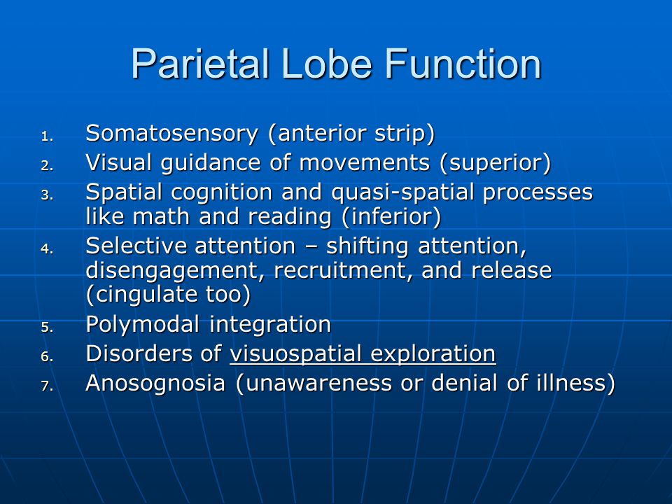 Parietal Lobe: What It Is, Function, Location & Damage