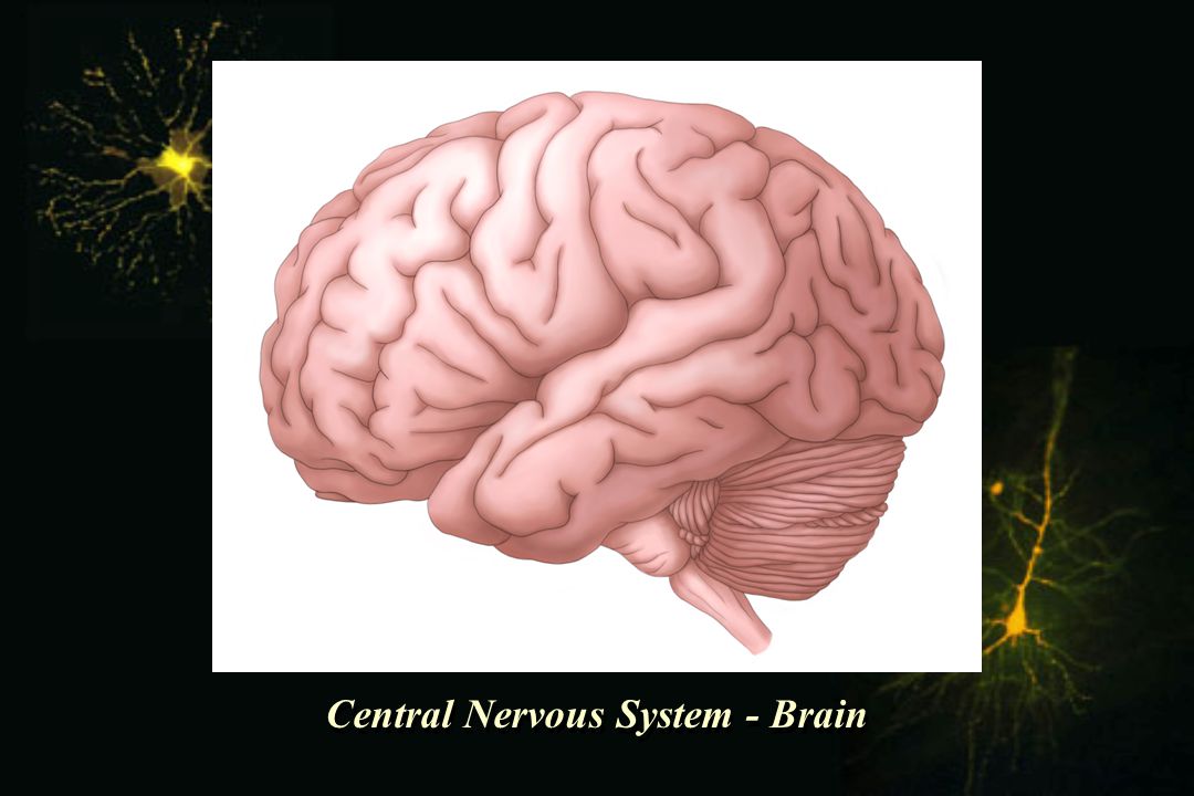Nervous system brain. Мозг и нервная система. Головной мозг нервная система. Центральная нервная система головной мозг.